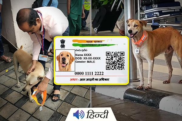 Mumbai: 20 Stray Dogs at Airport Get Aadhaar With QR Code