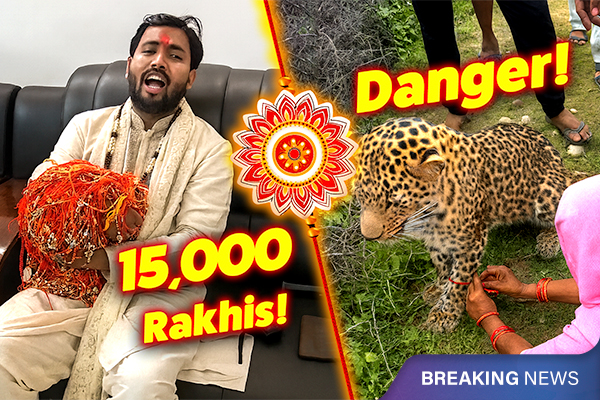 15,000 Rakhis and A Lion’s Parenting Escape